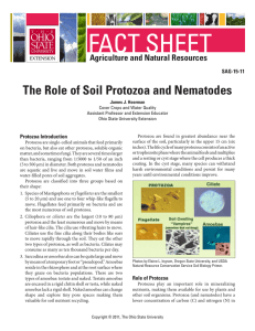 The Role of Soil Protozoa and Nematodes