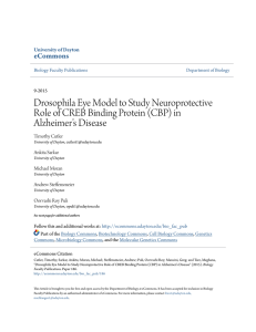 Drosophila Eye Model to Study Neuroprotective Role