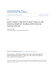 rhythmic growth and vascular development in brachypodium