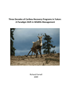 Three Decades of Caribou Recovery Program`s in Yukon – A