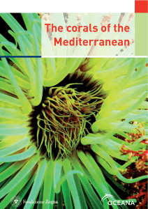The corals of the Mediterranean