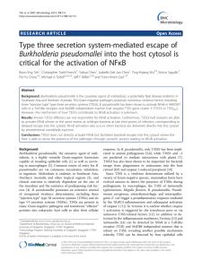 Type three secretion system-mediated escape of