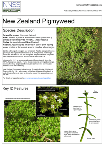 New Zealand Pigmyweed - GB non