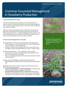 Common Groundsel Management in Strawberry Production