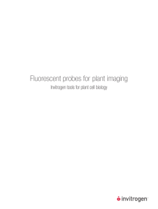 Fluorescent probes for plant imaging