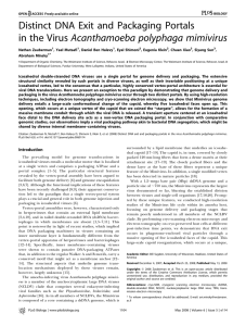 Distinct DNA Exit and Packaging Portals in the Virus Acanthamoeba