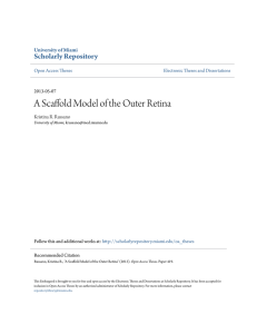 A Scaffold Model of the Outer Retina