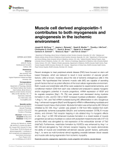 Muscle cell derived angiopoietin-1 contributes to both myogenesis