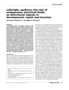 Left/right, up/down: the role of endogenous electrical
