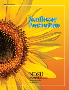 Sunflower Production - NDSU Agriculture