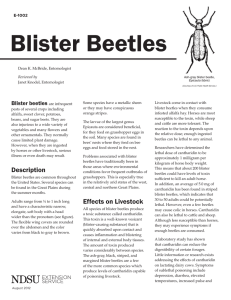 Blister Beetles - PDF - Agriculture Research