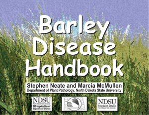 Barley Disease Barley Disease