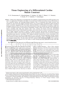 Tissue Engineering of a Differentiated Cardiac Muscle Construct