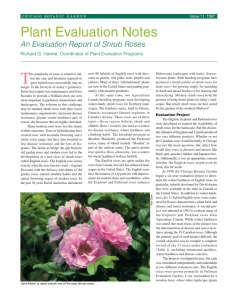 Issue 11 -Shrub roses. pdf