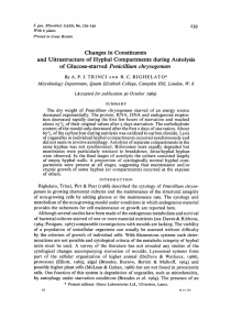 Changes in Constituents and Ultrastructure of Hyphal