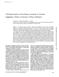 ATP Reactivation of the Rotary Axostyle in Termite Flagellates