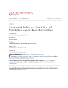 Alterations of the Ileal and Colonic Mucosal Microbiota in Canine