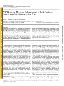 ATP Receptor-Mediated Enhancement of Fast Excitatory