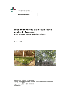 Small-scale versus large-scale cocoa farming in Cameroon