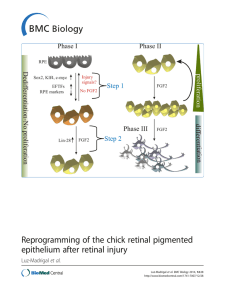 Reprogramming of the chick retinal pigmented epithelium after
