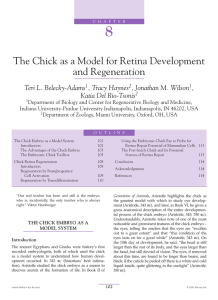 The Chick as a Model for Retina Development and Regeneration