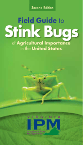 Guide to Stink Bugs