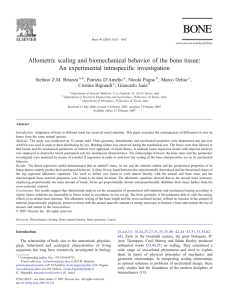 Allometric scaling and mechanical