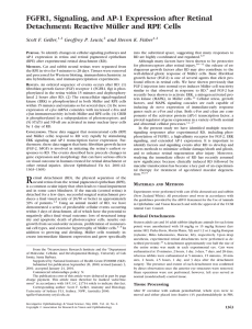 FGFR1, Signaling, and AP-1 Expression after Retinal