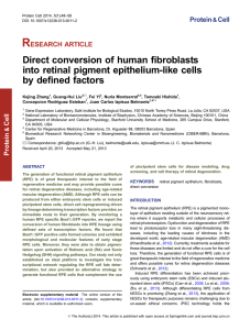 Direct conversion of human fibroblasts into retinal pigment