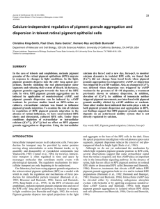 Calcium-independent regulation of pigment granule aggregation