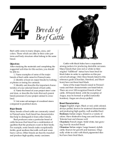 Breeds of Beef Cattle - Penn State Extension