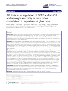 IOP induces upregulation of GFAP and MHC