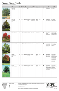 Street Tree Guide