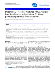 Dopamine D1 receptor-mediated NMDA receptor insertion depends