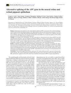 Alternative Splicing Of The APC Gene In The Neural Retina And