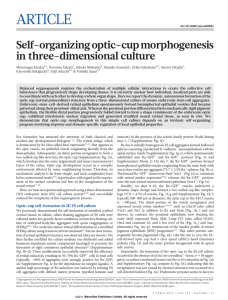 Self-organizing optic-cup morphogenesis in three