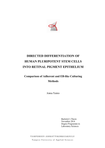 directed differentiation of human pluripotent stem cells