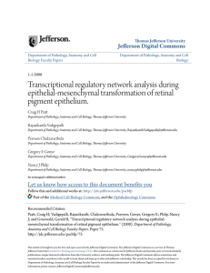 Transcriptional regulatory network analysis during epithelial