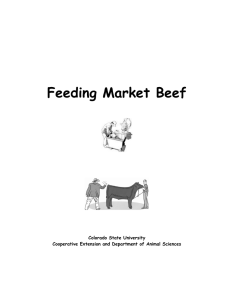 Feeding Market Beef - Cooperative Extension