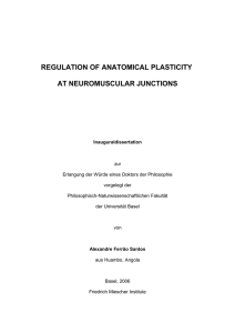 regulation of anatomical plasticity at neuromuscular junctions