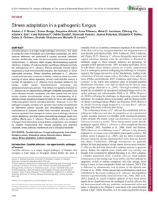 Stress adaptation in a pathogenic fungus