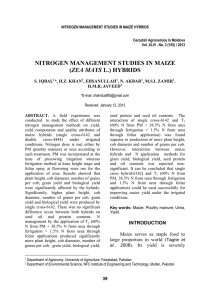 nitrogen management studies in maize (zea mays l.) hybrids