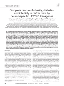 Complete rescue of obesity, diabetes, and infertility in db/db mice by