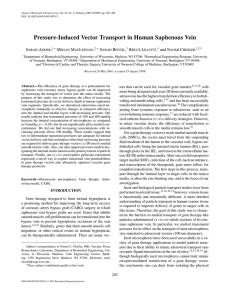 Pressure-Induced Vector Transport in Human Saphenous Vein