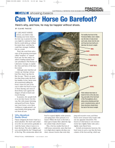 Can Your Horse Go Barefoot?