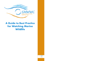 A Guide to Best Practice for Watching Marine Wildlife