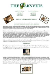 kitten information sheet.