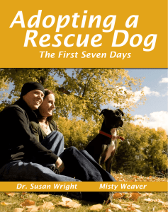 Adopting a Rescue Dog - Kiya Koda Humane Society