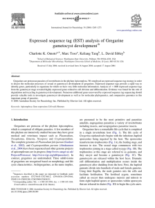 (EST) analysis of Gregarine gametocyst development