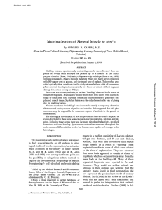 Multinucleation of Skeletal Muscle in vitro